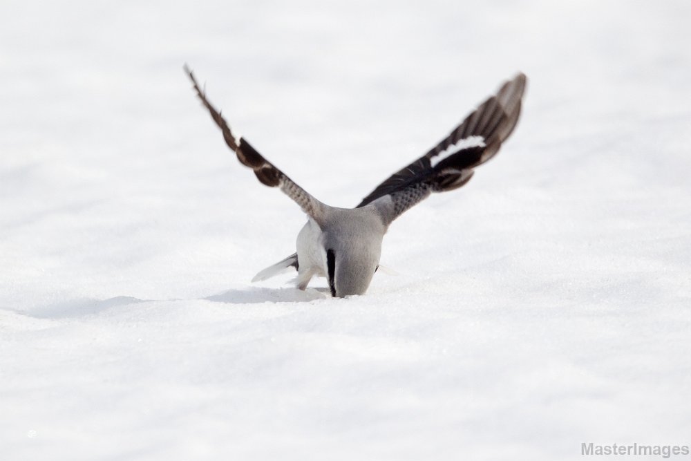 Deer Mouse Predation